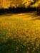 Autunno01