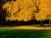 Autunno02