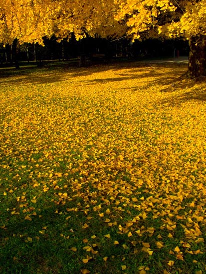 Autunno01