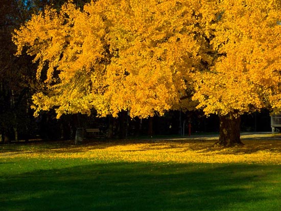Autunno02